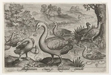 Swan and Geese and Ducks by Water (Birds and Insects)