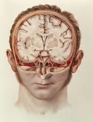 The Brain, plate from Traite Complet de lAnatomie de lHomme by Jean-Baptiste Marc Bourgery
