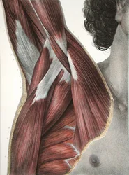 The Shoulder and Axilla, from 