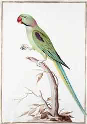 Alexandrine Parakeet