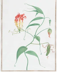 Gloriosa Superba Climbing Lily, ca. 1660