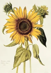 Helianthus Annuus (Sunflower) no.71 from 