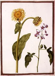 Inula Helenium Decampanr and Solanum dulcamara (Bittersweet)