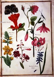 Flower Studies