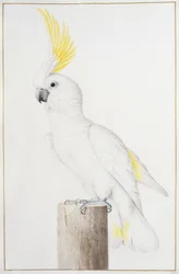 Sulphur-crested Cockatoo