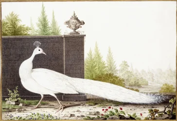 White Peacock