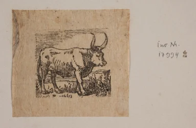 An Ox