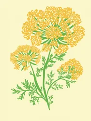 Vibrant Yellow Umbel