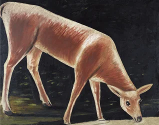 Roe Deer Drinking