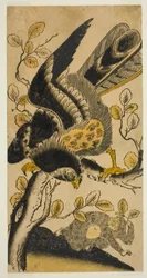 Eagle and Monkey