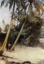 Solomon Island Boy climbing after green cocoa-nuts, near Gavutu, New Florida