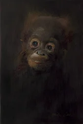 Baby orang-utan 1