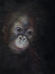 Baby orang-utan 3