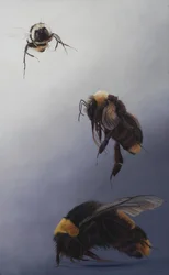 Bombus flight 2
