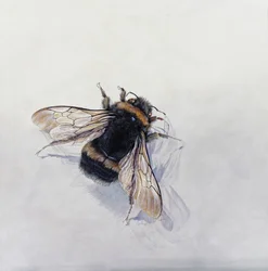 Bombus terrestris 11