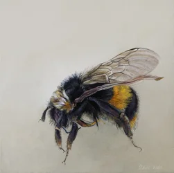 Bombus Terrestris 1 (a), 2008