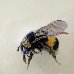 Bombus terrestris 1 (b)