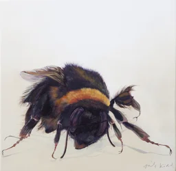 Bombus terrestris 9