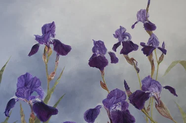 Iris hybrida (detail)