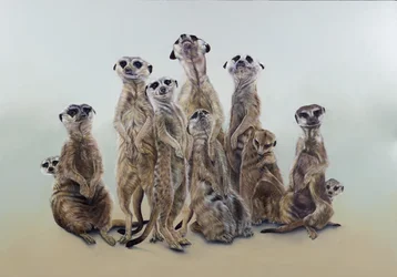 Meerkat Mob, Sun Angels, 2013