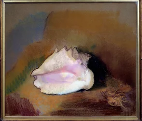 The shell