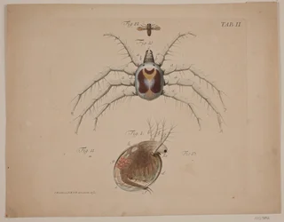 Insects. Plate II from Zoological Work