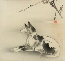 Black and white dog