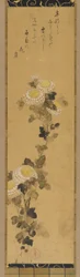 Chrysanthemums