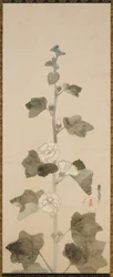 White Hollyhocks