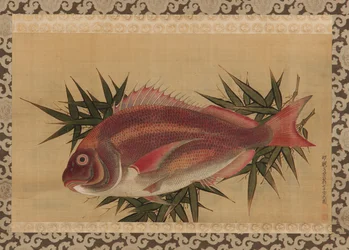 Red Sea Bream (Tai) on Bamboo Leaves