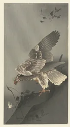 Eagle Looking for Prey