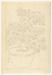 Blooming Azalea in Pot