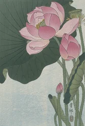 Blooming Lotus Flowers