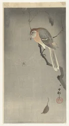 Buffalo-Headed Shrike and Spider