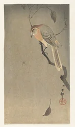 Buffalo-Headed Shrike and Spider