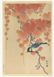 Coal Tit on Paulownia Branch