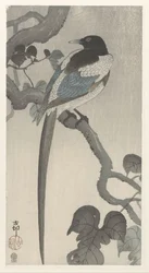 Magpie on Tree Branch
