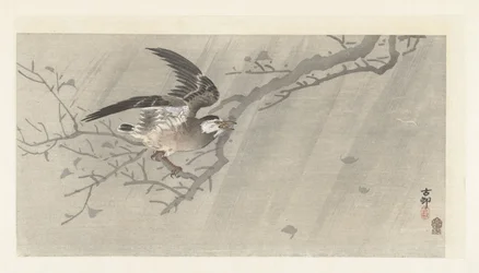 Gray Starling in Storm
