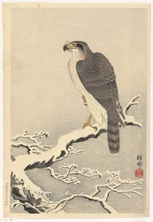 Hawk on Snowy Pine Branch