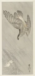 Hawk Hunting Hare