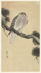 Hawk on Pine Branch