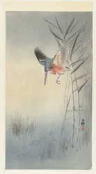 Kingfisher Hunting Fish