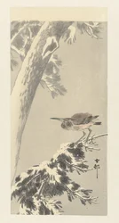 Indian Night Heron on Snowy Branch