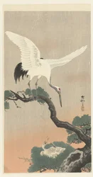 Japanese crane on a pine branch