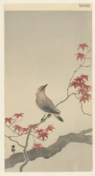 Japanese Waxwing on Maple