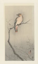 Japanese Waxwing on Branch