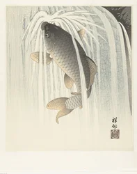 Carp
