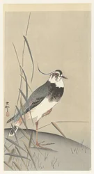 Lapwing and Reed
