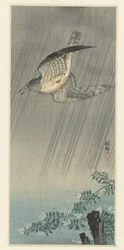Cuckoo in Storm