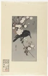 Crow and Cherry Blossom